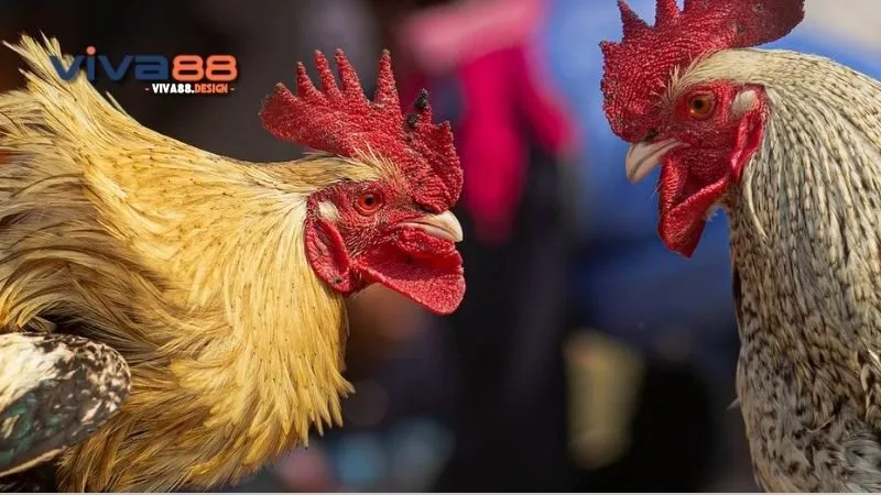 da-ga-asil-cua-sat-rui-ro