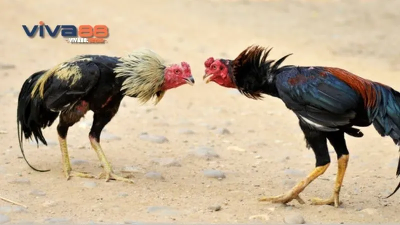 da-ga-asil-cua-tron-loi-ich