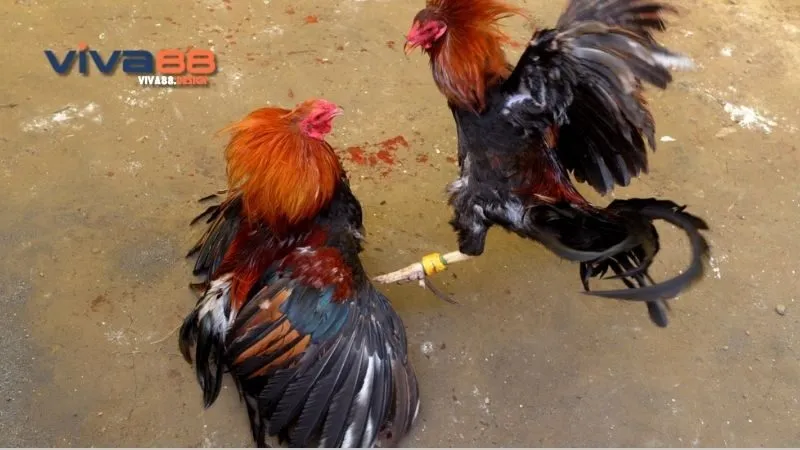 ga-cop-thomo-cac-rui-ro